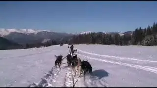 Winter Holidays in Slovakia - Dog sledding Adventure