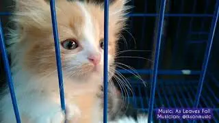 Cari Kitten, Anak Kucing Ras Lucu di Bandung