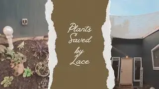 Victorian-Inspired Garden Hack: Lace Shade Cloth for Plants