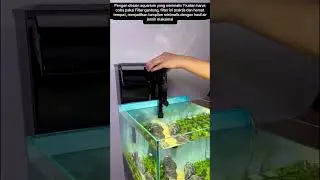 Filter gantung #kolam #air #water #ikan #ikanhias #fish #kolam #aquascape #aquarium #fyp #funny