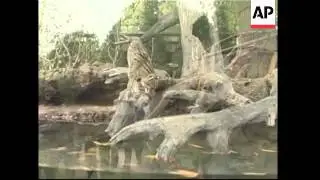 NEW Giant new Panda habitat opens at National Zoo