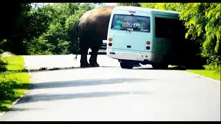 Elephant down Buththala road වාහන පෙනෙන්න බැරි අලියා
