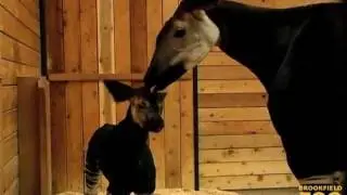 Rare Okapi Calf Born at Brookfield Zoo