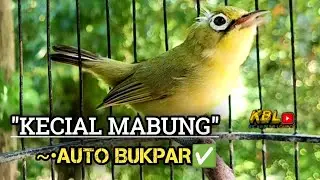 CIAK CIAK JOSS KECIAL KUNING AMPUH||PANCINGAN KECIAL MALAS BUNYI||