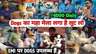 Cheapest Dog Market in Delhi | Sabse Sasta Dog | Labrador, Rottweiler, Husky, Beagle, Pug, Puppies 