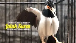 Jalak Suren Gacor Bintang Timur Yusuf Mabes Jakarta Juara Nasional