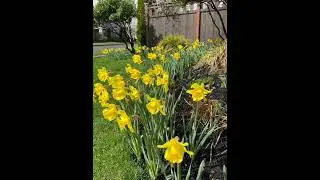 Spring day ! Spring flowers 🌸 #shorts #daffodils #flores #flowers