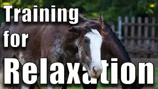 3 Tips for Training Relaxation