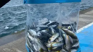 Boğazda çapari ile istavrit avı #fishing #boğaz #çinekop #balık #keşfet 