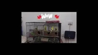 How lovely birds are chirping so nice 🤩🤩 ho wow !!!