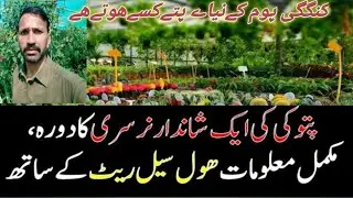 Complete visit of Nursery Farm in Pattoki || All variety of imported plants || wholesale rate