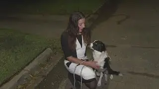 Therapy dog plays 'Uno' to help children with mental illness
