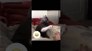 #lol #lolvideo #cat #meme #shorts