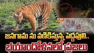 జనగామ ను వణికిస్తున్న పెద్దపులి..భయాందోళనలో ప్రజలు | Tiger Spotted In Janagama District | Raj News