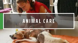 Volunteer With Animals Abroad | GVI