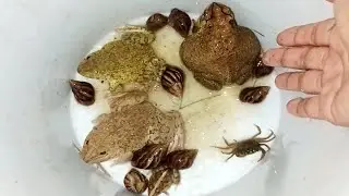 Caught lots of crabs, frogs, and snails​ The sky is raining heavily tonight