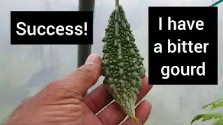 Bitter Gourd Harvest | allotment growing | shokher bagan | UK grown Bangladeshi fruit and vegetables