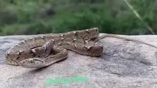 common cat snake 🐍
