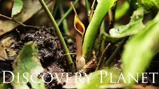 Cryptocoryne annamica in Ba River, Gia Lai クリプトコリネ アンナミカ