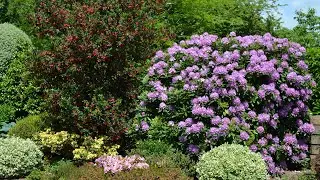 Cheap Way How To Feed/Fertilize Your Rhododendron