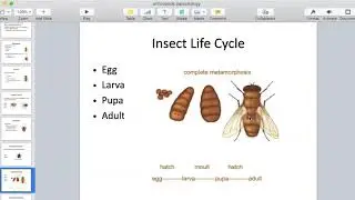 ParasiticArthropods