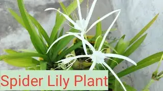 Spider Lily Plant. स्पाइडर लिली का प्लांट