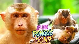 Is LEO Really PONGO&rsquo;s Son? LIBBY&rsquo;s Sweet Grooming Moment Reveals the Truth 💛