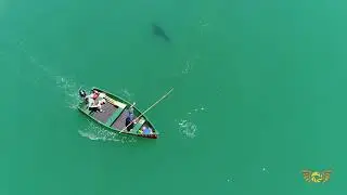 Pelagic Shark Foundation 2017