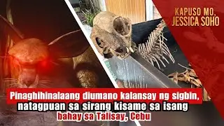 Diumano kalansay ng sigbin, natagpuan sa sirang kisame sa isang bahay | Kapuso Mo, Jessica Soho