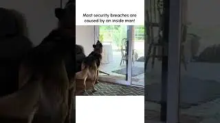 Hilarious Dog Lets Friends In When Pet Parent's Aren't Home!