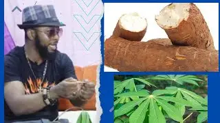 Shocking! I Swear You Never Knew This About Cassava Leaf, The Stick & The Peels