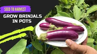 How to grow Brinjals/Eggplant from seed || Grow Brinjal in pots ||Grow Brinjal/Baigan at home