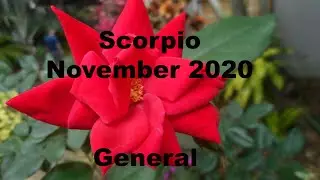 Scorpio WIN WIN, SCORPIO! November 2020 Tarot