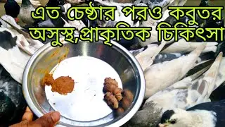 কবুতর ঝিমানো প্রাকৃতিক চিকিৎসা Natural treatment for pigeon snoring