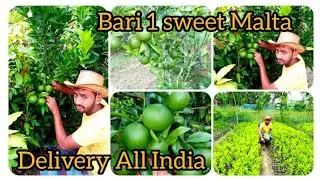 Bari 1 sweet malta Mousumi farming..  -contact me 7602328924, 8167052254
