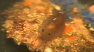 Dendrodoris krebsii walking P7121425