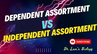 Dependent Assortment vs Independent Assortment