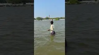 Traditional Bamboo Stick Fishing &ndash; Unbelievable Mullet Catch 🎣 #fishing