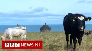 Moos with a view bringing Mussenden back into bloom