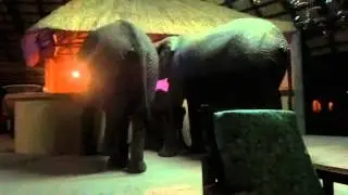 Elephants in the Bar @ Marula Lodge Zambia