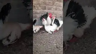 Black tail japanese Hens chicken colony English game #reels #cow #diy #mini #viral