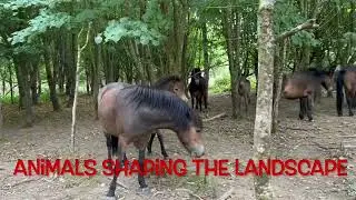 Rewilding Holidays