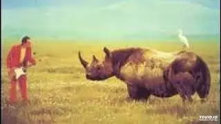 adrien belew..Lone Rhino