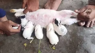 Rabbit baby feeding milk (15 days baby) #petcare #rabbitbaby #suport #milkfeeding#rabbit