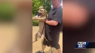 Savannah animal rescue in need of fosters after saving 20+ dogs from Jesup property