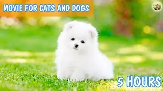 Cute 4K Dogs and Cats Mood Booster TV Background, Happy Ambient Music Ambience