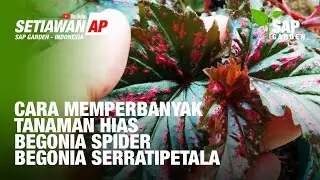 Cara Memperbanyak Tanaman Hias Begonia Spider atau Begonia Serratipetala - SAP Garden