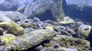 Kentucky Wild Rivers: Green River