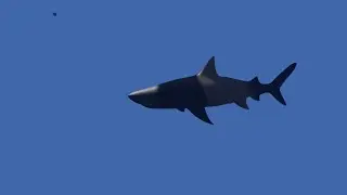 Demo reel- Animaci&oacute;n tibur&oacute;n/ Shark animation