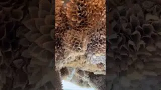 ArtPrize 2024 - &ldquo;marshmallow polypore variant&rdquo; by Samuelle Green